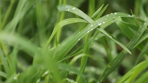 Water drops on the fresh grass after rain Stock Footage 124166772