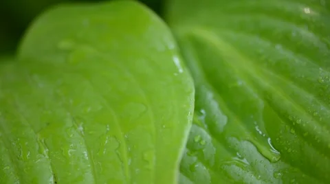 Water drops on fresh green leaf Stock-Footage 41284974