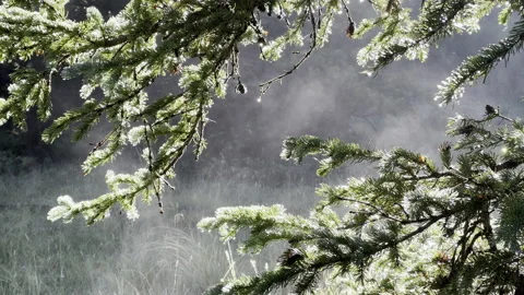 Water Drops in a Fur Tree Stock-Footage 219823893