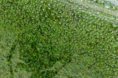 Water drops of grass background Stock Photos