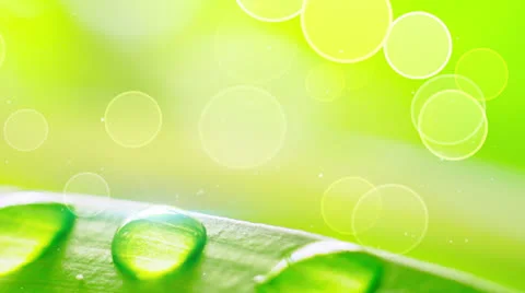 Water drops on grass during wind loop Stock Footage 23612995