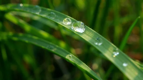 Water drops on grass Stock Footage 51618191
