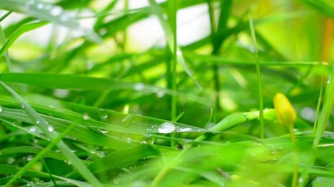 Water drops on grass. Stock Footage 75131510