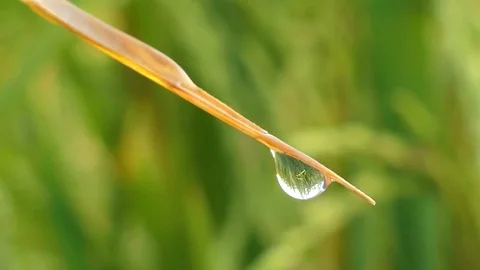Water drops on grass. Stock Footage 80470881