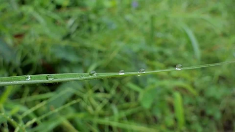 Water drops on grass Stock Footage 80659830