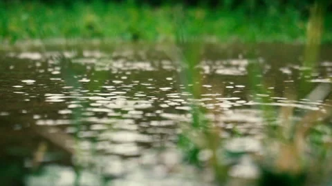 Water drops on the grass Stock Footage 161324762