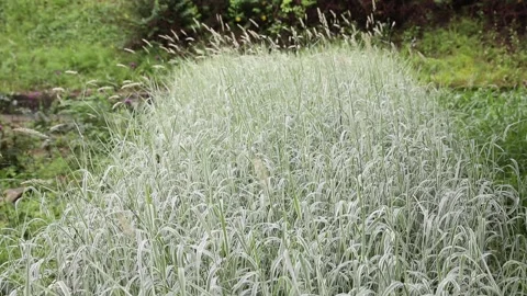 Water drops on the grass Video stock 310079721