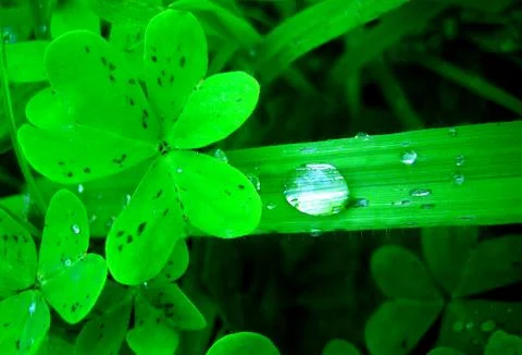 Water drops on grass leaf macro background wallpaper fine art prints Stock Photos