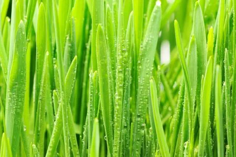 Water drops on grass Foto stock