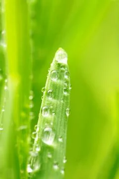 Water drops on grass Stock Photos