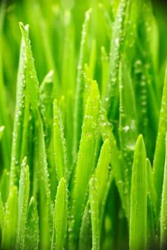 Water drops on grass Stock Photos