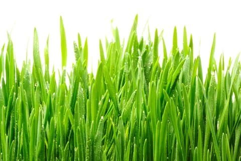 Water drops on grass Stock Photos