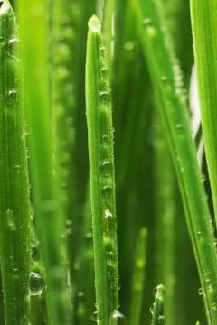 Water drops on grass Stock Photos