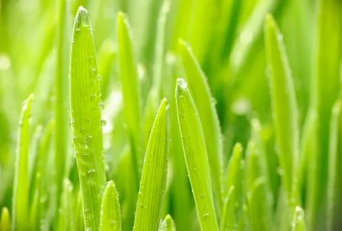 Water drops on grass Stock Photos