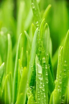 Water drops on grass Stock Photos