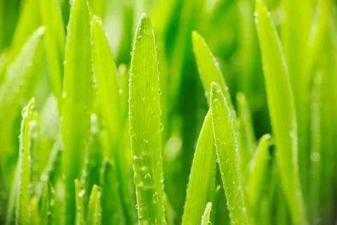 Water drops on grass Stock Photos