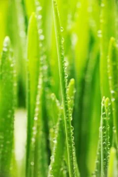 Water drops on grass Stock Photos