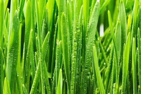 Water drops on grass Stock Photos