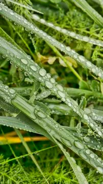 Water drops on grass Stock Photos