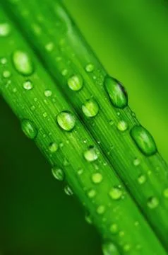 Water drops on a grass Stock Photos