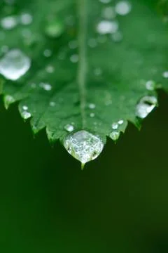 Water drops on a grass Stock Photos