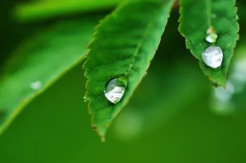 Water drops on a grass Stock Photos