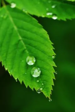 Water drops on a grass Stock Photos