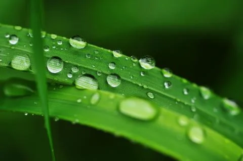 Water drops on a grass Stock Photos