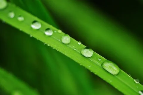 Water drops on a grass Stock Photos