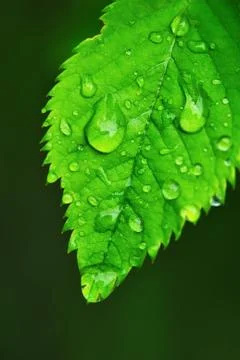 Water drops on a grass Stock Photos