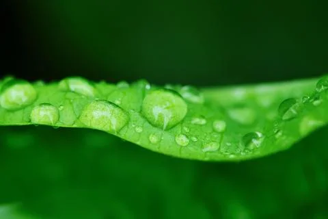Water drops on a grass Stock Photos