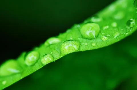 Water drops on a grass Stock Photos