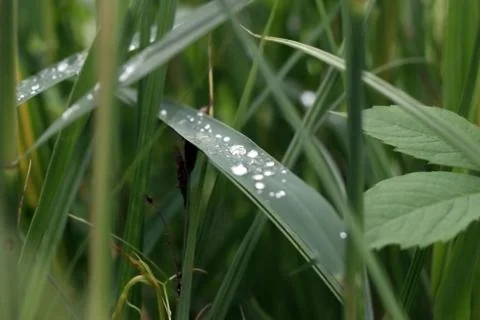 Water drops on grass Stock Photos