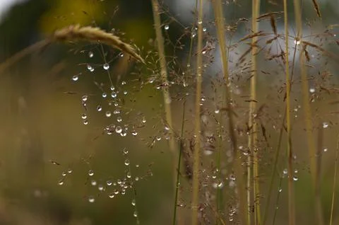 Water drops on grass Stock Photos