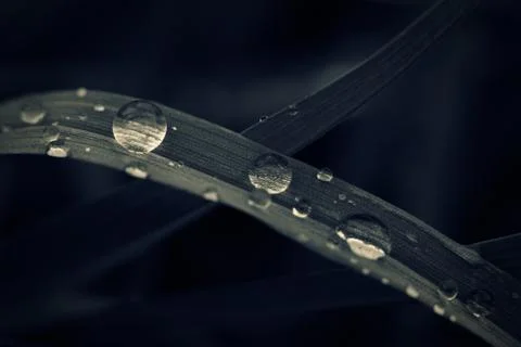 Water drops on grass, toned macro shot. Stock Illustration