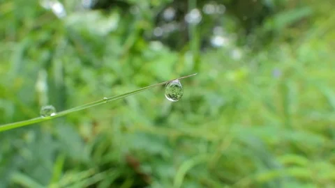 Water drops on grass. Zoom in. Stock Footage 80471077