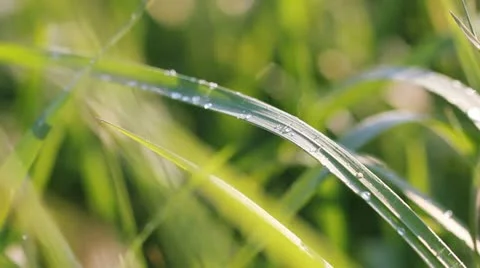 Water drops on the green grass Stock Footage 11241740