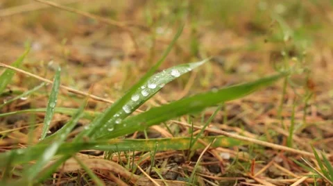 Water Drops On The Green Grass Stock Footage 44399827