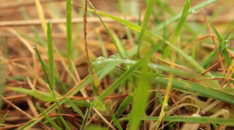 Water Drops On The Green Grass Stock Footage 44399848