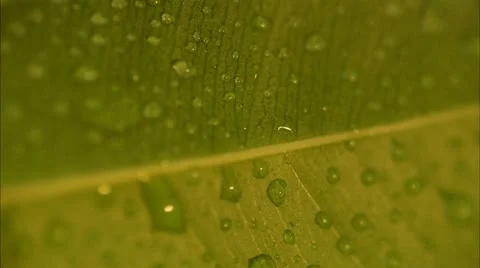 Water drops on a green leaf, close-up Stock Footage 11287302