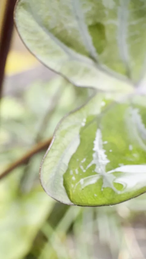 Water Drops on Green Leaf Edge with Soft Botanical Background Stock Footage 346707648