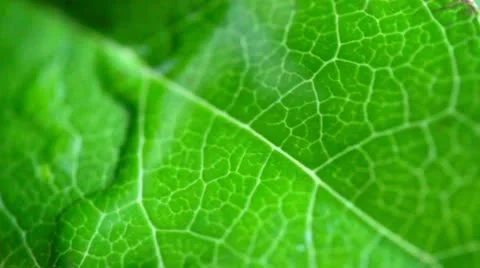 Water drops on green leaf Stock Footage 22325641