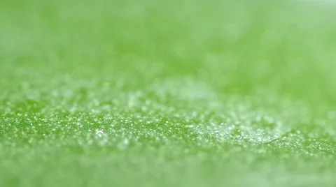 Water drops on green leaf Stock-Footage 48191230