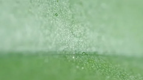 Water drops on green leaf Stock Footage 48191231