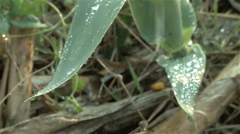 Water drops in  green leaf Stock Footage 56949286