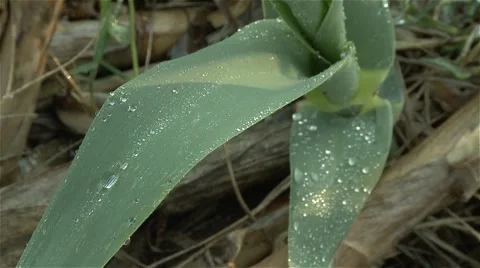 Water drops in  green leaf Stock Footage 56949293