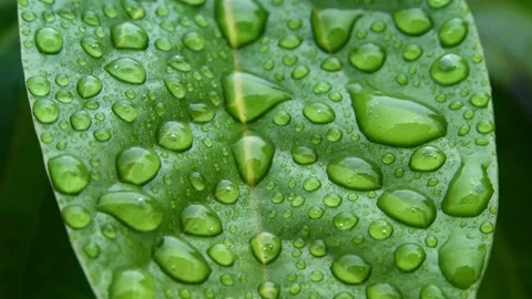 Water drops on green leaf Stock Footage 135405795