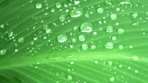 Water drops on the green leaf Vidéo 154414988