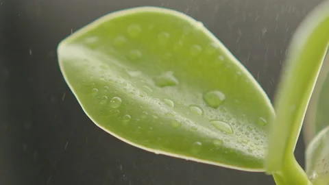Water drops on green leaf Video stock 156381251