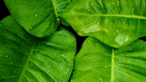 Water drops on green leaf Stock Footage 194213695